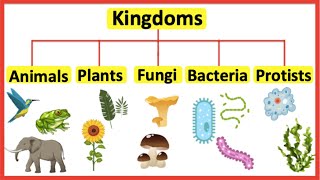 5 Kingdoms | Animals, plants, fungi, bacteria & protists