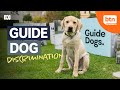 International guide dog day guide dogs and their handlers are facing discrimination