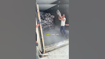 Cuộc chiến hàng ngày với loài cá cứng như đá 😯