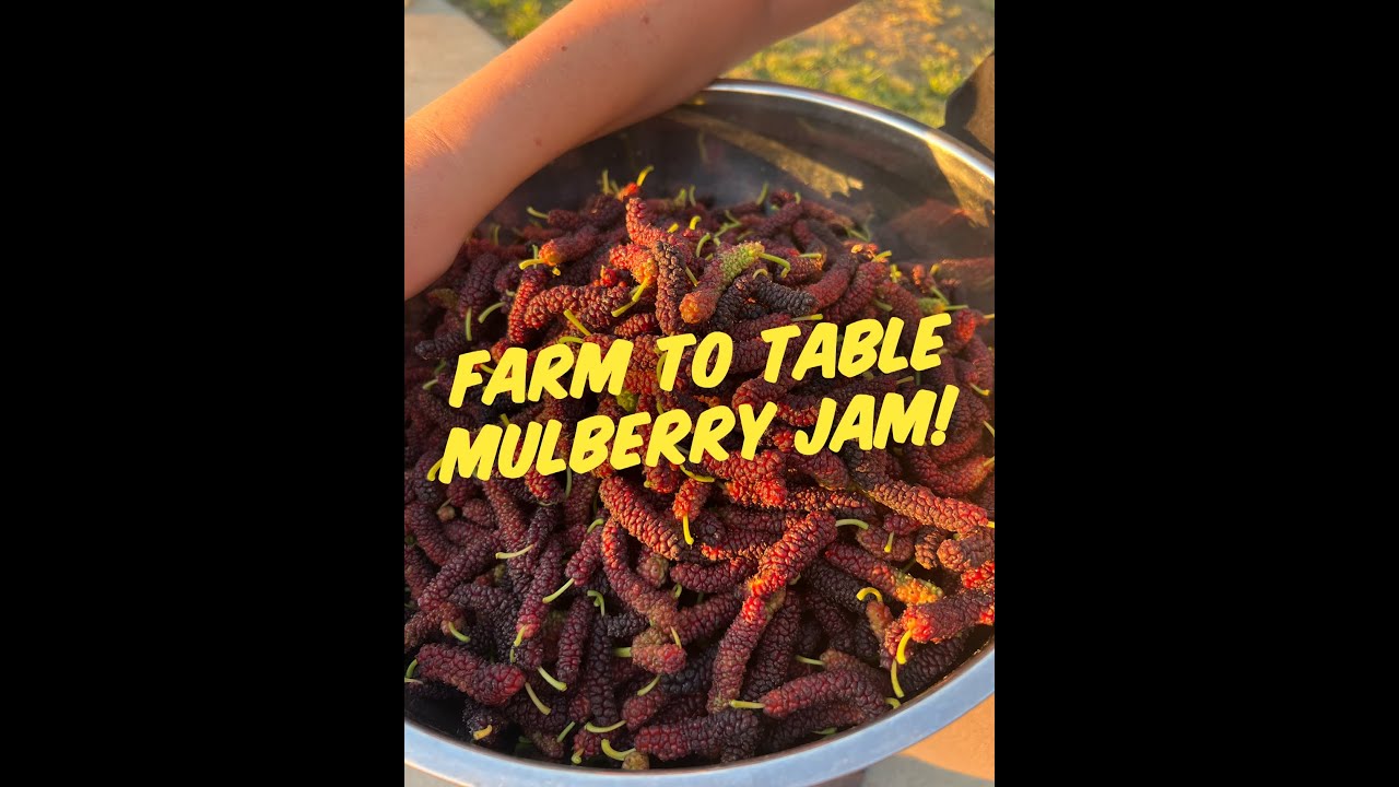 The Unbelievable Sweetness of Homegrown Mulberries