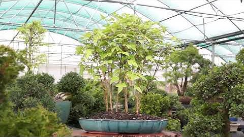 Trident Maple Grove - DT0114TMG7