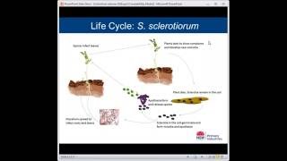 How to manage sclerotinia in vegetable crops with Dr Len Tesoriero screenshot 5