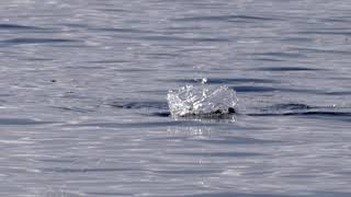 Bream Fishing On The Chug Norris 50mm Surface Popper