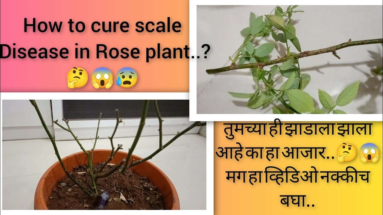 Rose plant scale disease 😰😱😵‍💫 ||How to save your Rose plant tips and ...