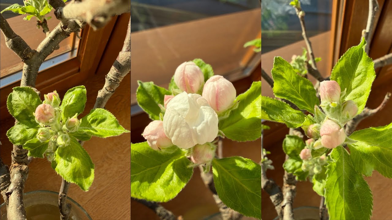 Test wazonowy. Na co zwrócić uwagę przed ruszeniem wegetacji ? . #sadownictwo 