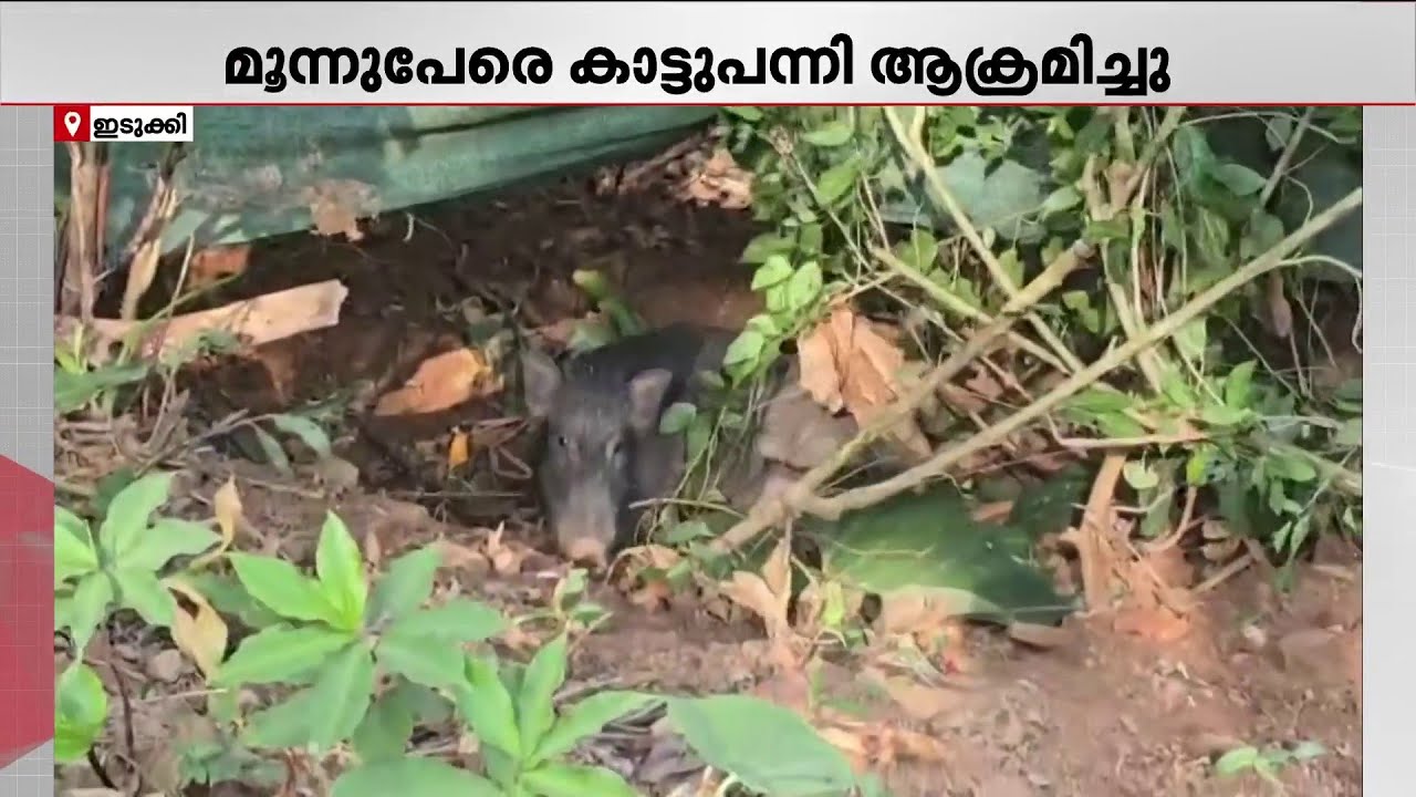 വനം വകുപ്പ് രക്ഷപ്പെടുത്തിയ കാട്ടുപന്നി ആക്രമിച്ചു, മൂന്ന് പേർക്ക് പരിക്ക് | Idukki