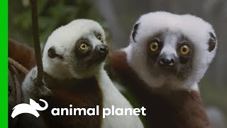 Introducing a New Lemur Companion to the Enclosure! | The Zoo