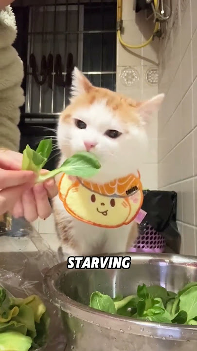 Cat who loves vegetables#fyp #tiktok #animals #cat