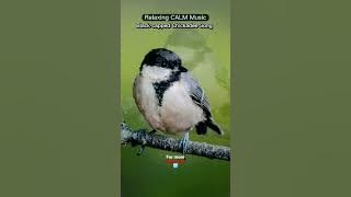 Relaxing CALM Music 🎶| Black-capped Chickadee Song