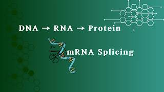 DNA → RNA → Protein | mRNA Splicing
