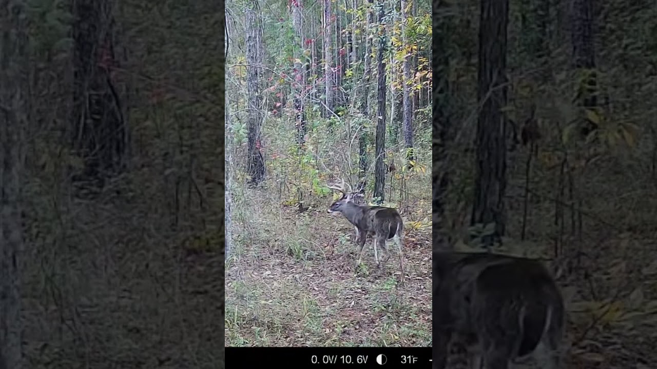 Running the little guys off. 