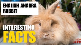 Most Interesting Facts About English Angora Rabbit |Interesting Facts | The Beast World