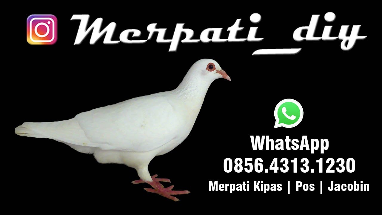 merpati_diy 