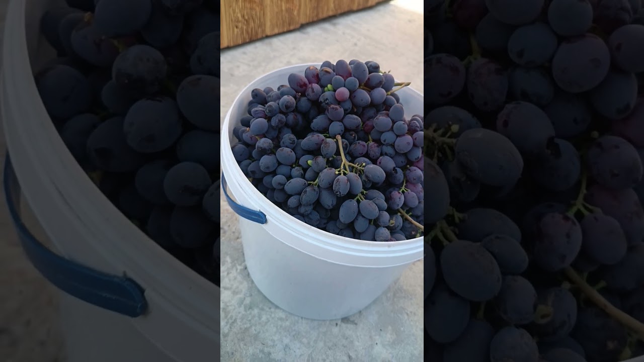 частина 2 Родзинки