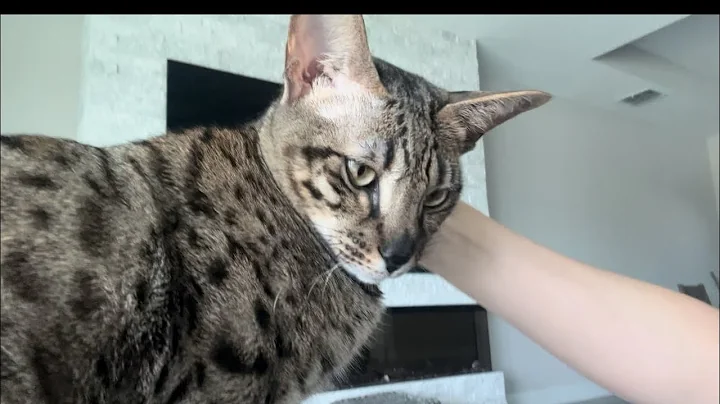 Watch the video about F2 Savannah Cat Zara. Cute Meows And Purrs