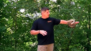 See A  Jungle Carpet Python Up Close!