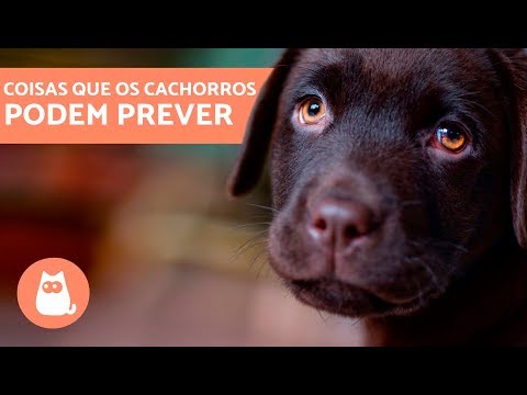 Vídeo: Nossos Cães Podem Ler Nossas Mentes? - Como Os Cães Sabem O Que Estamos Pensando?