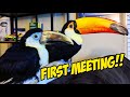 My Toucans Meet Eachother for the First Time EVER!!