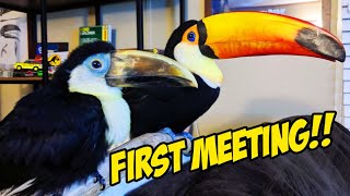 My Toucans Meet Eachother for the First Time EVER!!