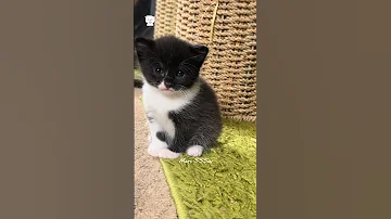Adorable Meow Meows Cute Cat Cats Kitten Cutecat Catvideos Foryou Fyp Viralvideo 