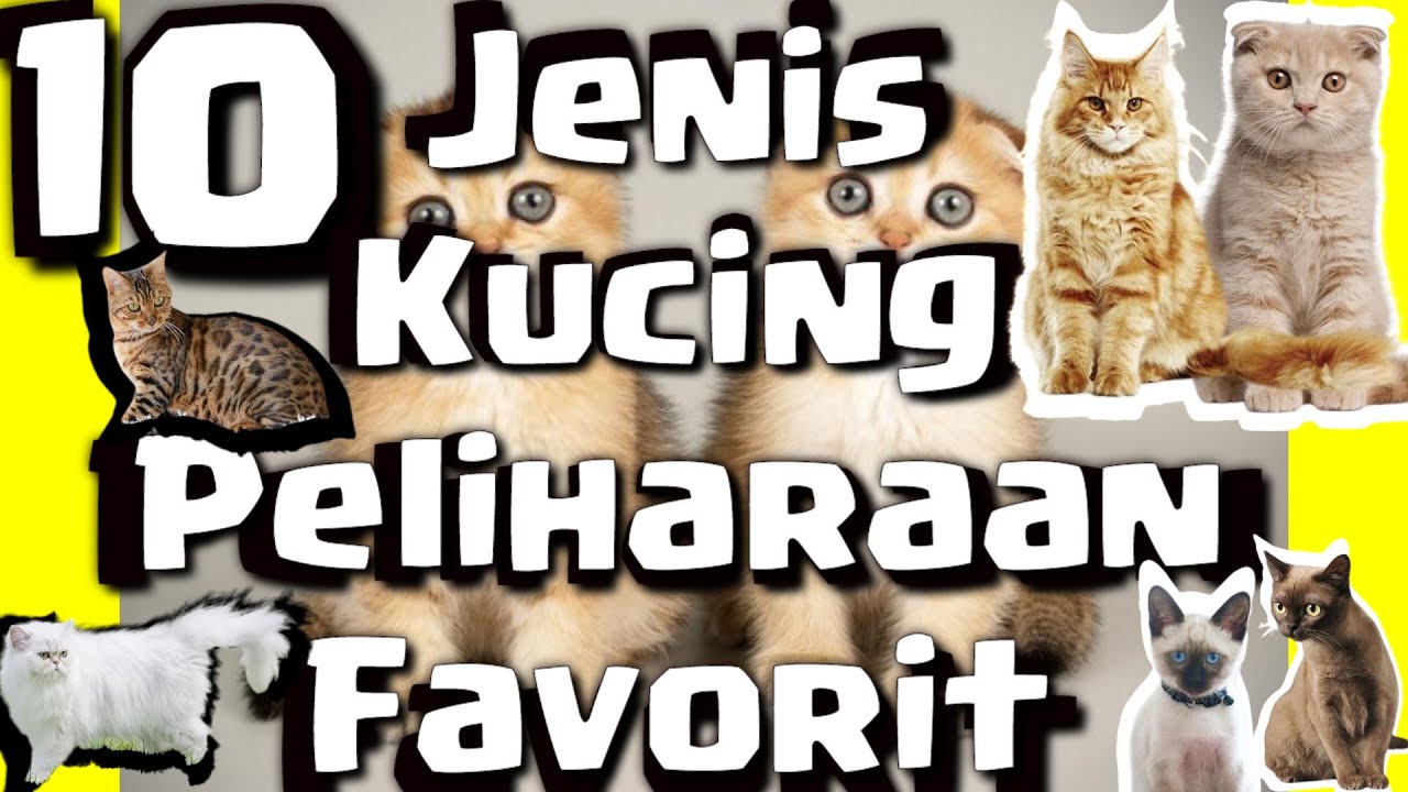 10 Jenis Kucing Peliharaan Favorit 17 Juli 2023 — Transcript