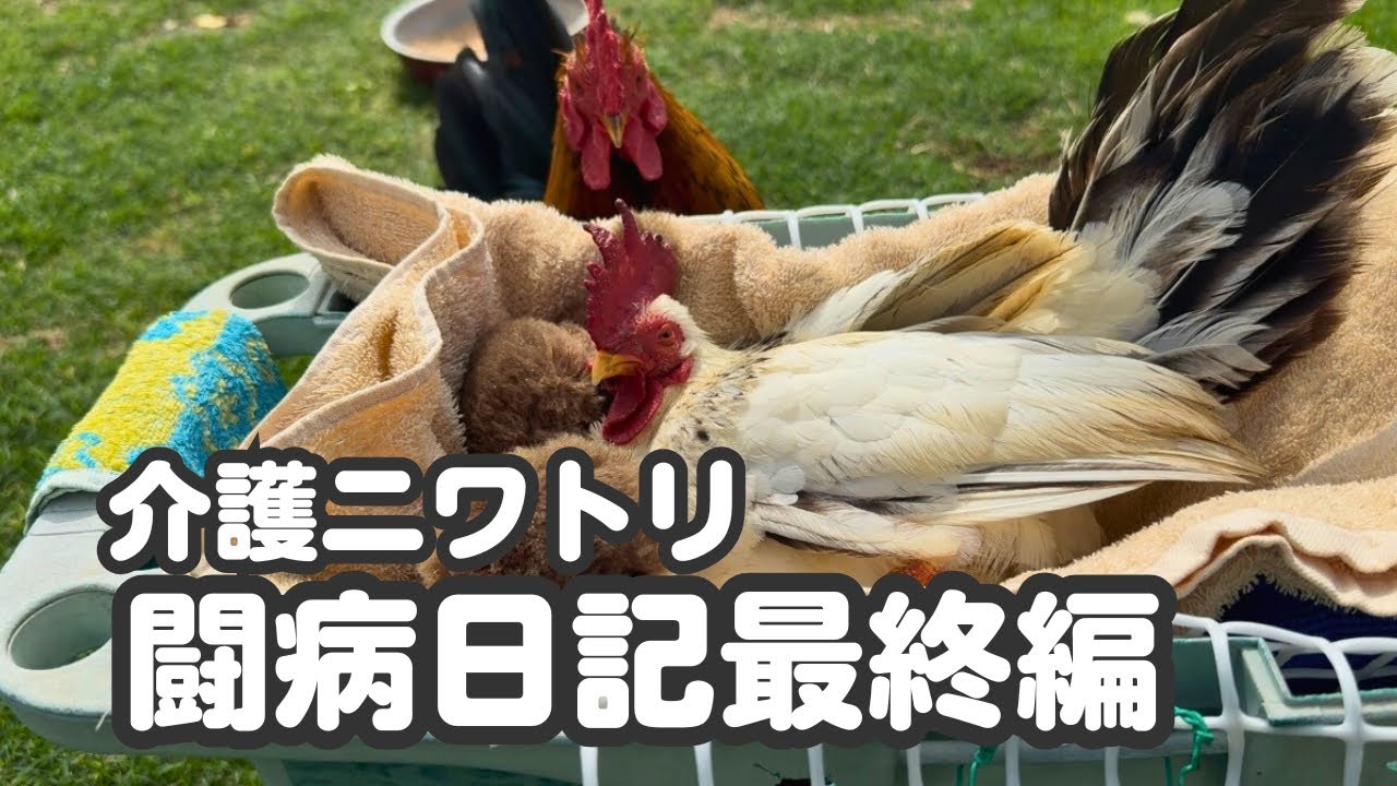 チャボの王子は星の王子様になりました【ペット介護】【ニワトリ飼育】