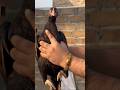 TOP FAMOUS MIANWALI HEN❤️❤️ #shorts #aseellovers #viralvideo #rajabazar #jamamasjid #trending #birds