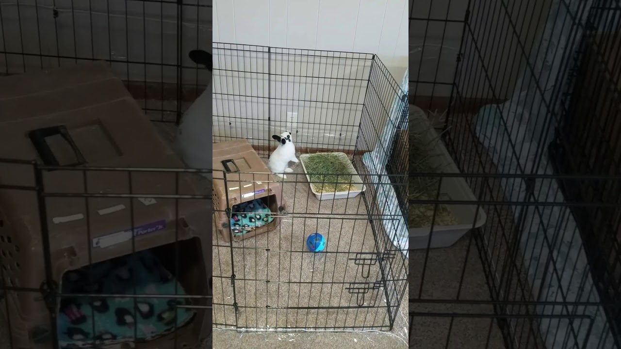camera iphone 8 plus apk Pippen the Hotot.