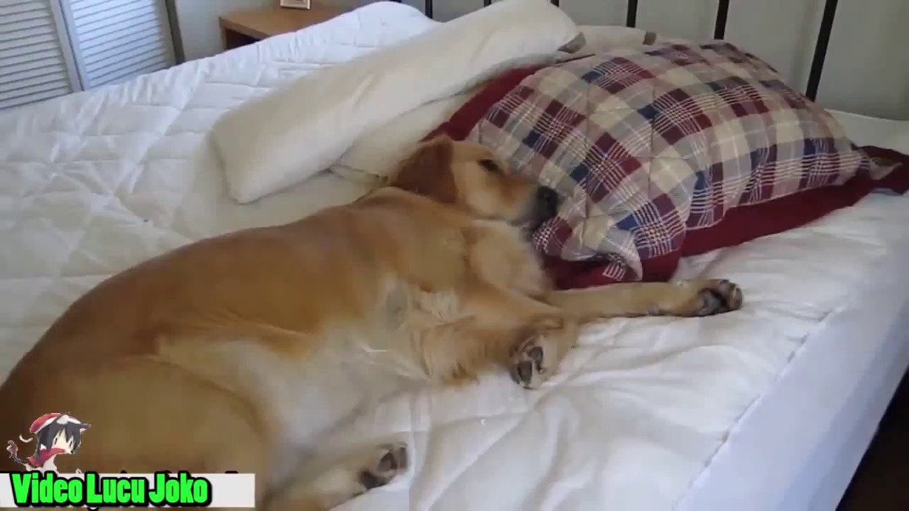 Anjing Malas Bangun - YouTube