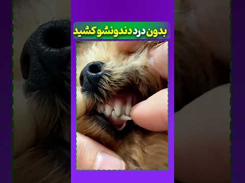 این مرد خودش دندون سگشو کشید