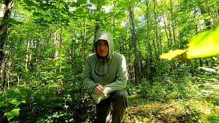 Bug Jacket Test | Forest Walk