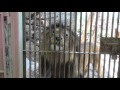 大牟田市動物園雄ライオン餌やり の動画、YouTube動画。