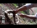 Bonsai diary/盆栽日記 #93「深山から大品盆栽素材の山採りに挑戦」素材スイカズラ