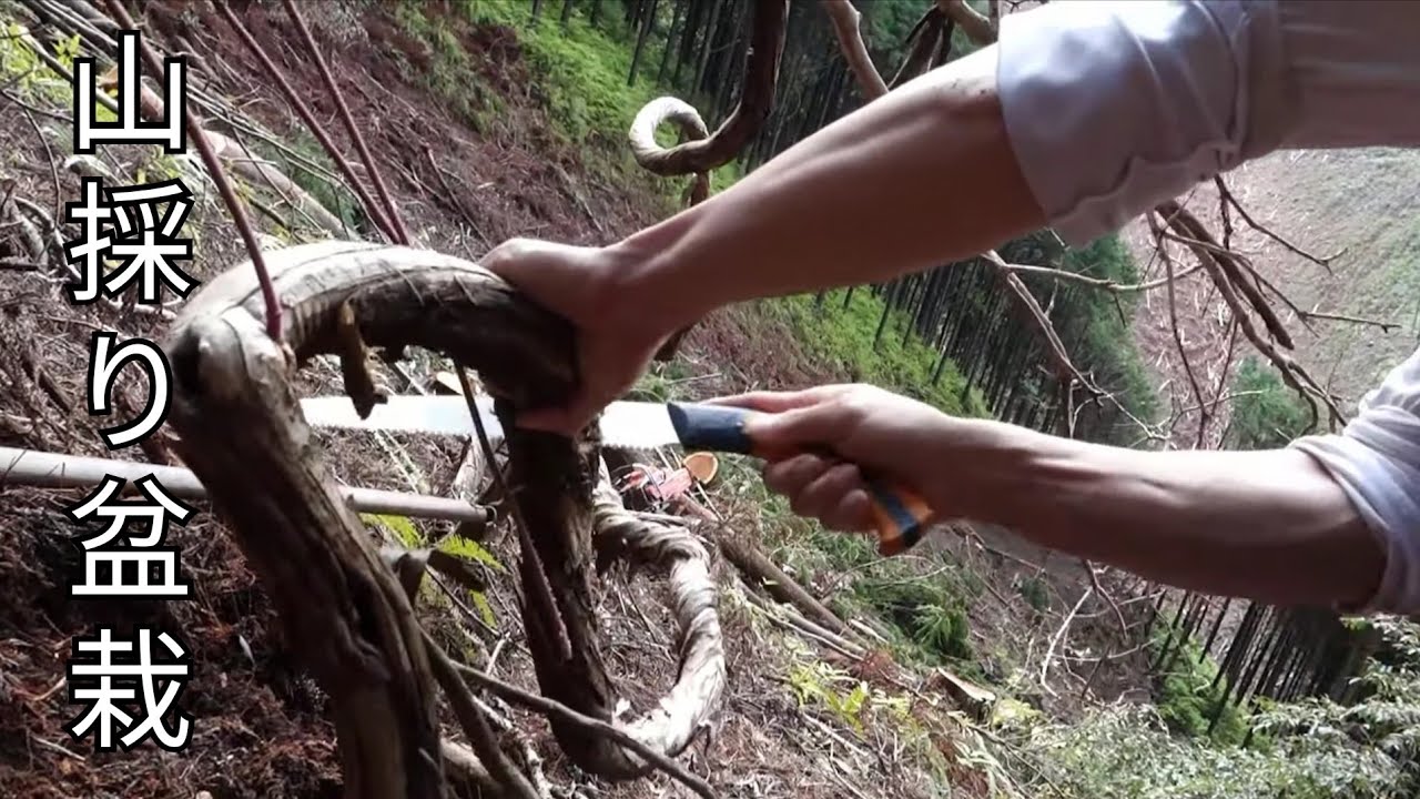Bonsai diary/盆栽日記　＃93「深山から大品盆栽素材の山採りに挑戦」素材スイカズラ