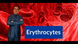 Les Globules rouges - Érythrocytes : Explications.