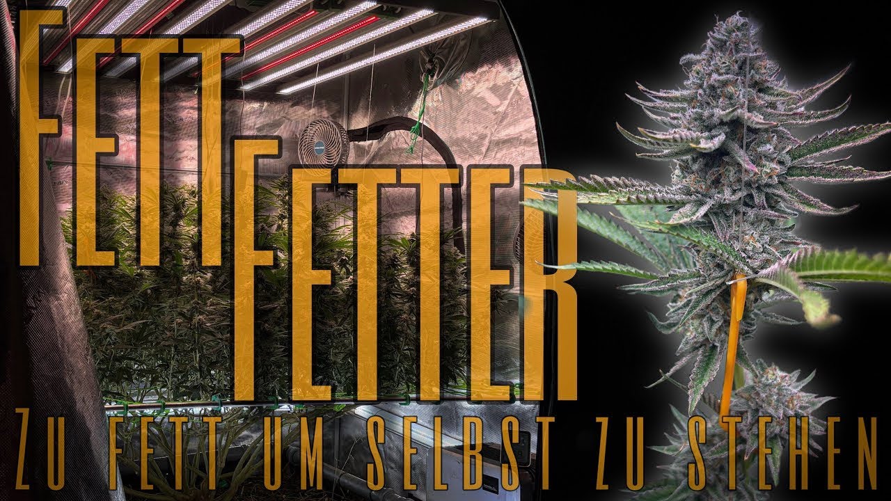 BIG MAMA 2 // zusätzliche 6