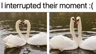 Wholesome Memes