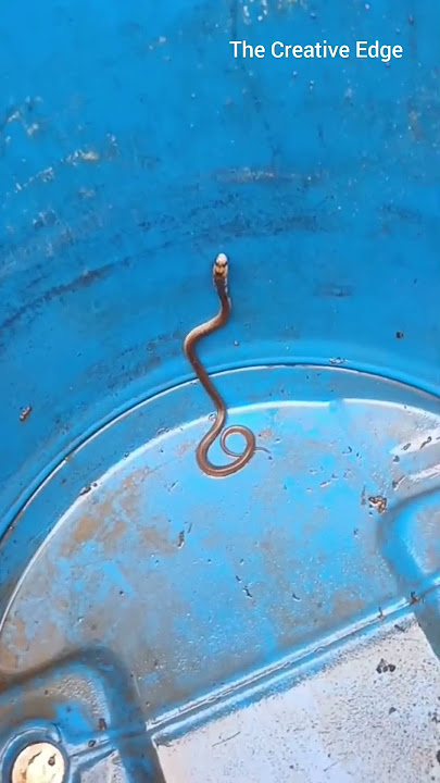 King Cobra | The Real King of Snakes #cobra #kingcobra #snake #thecreativeedge #ytshorts #shortsfeed