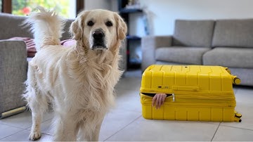 Playing Hide and Seek with My Dog! Suitcase Challenge