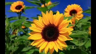 Download lagu Karaoke 'Berkuasa Atas Semua' - JPCC Worship Kids