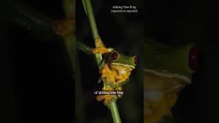 Gliding Tree Frog - Vlog 15 Adopteer Regenwoud