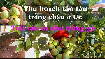 Thu hoạch táo tàu trồng trong chậu ở Úc