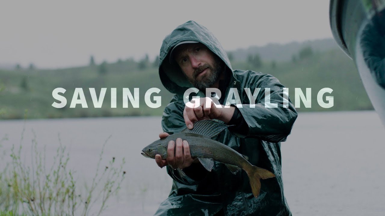 u.s. virgin islands Saving Grayling