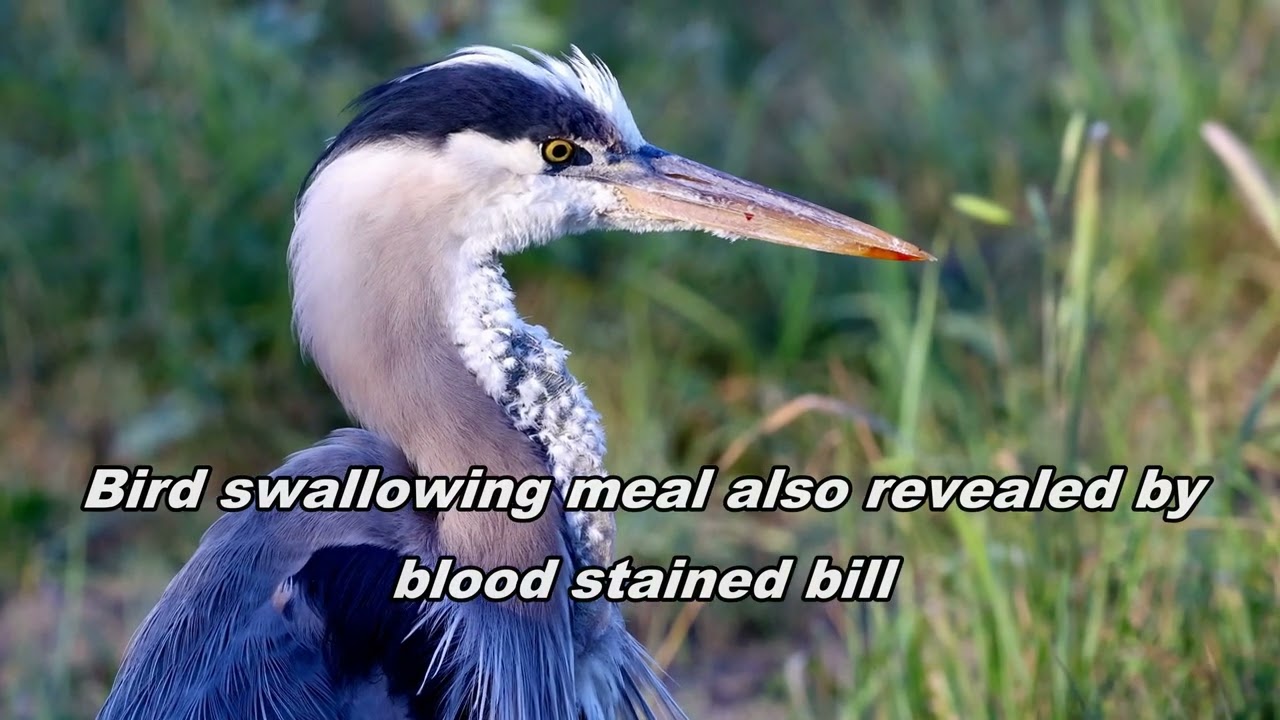Great Blue Heron hunting gophers