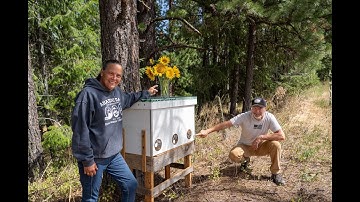 Building Layens Bee Hives | Transfering the Bees