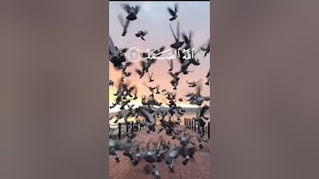 سورة الإخلاص الشيخ فارس عباد