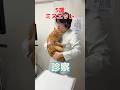 井たくま先生の5歳の愛猫のミヌエットが健康診断をしに動物病院にやって来た！@ishyageinin