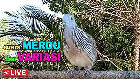 Perkutut Lokal Gacor di alam bebas iramanya BIKIN CEPAT NYAUT SEMUA