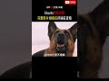 当人类抛弃了它,它却依旧选择相信爱 #film #電影 #movie