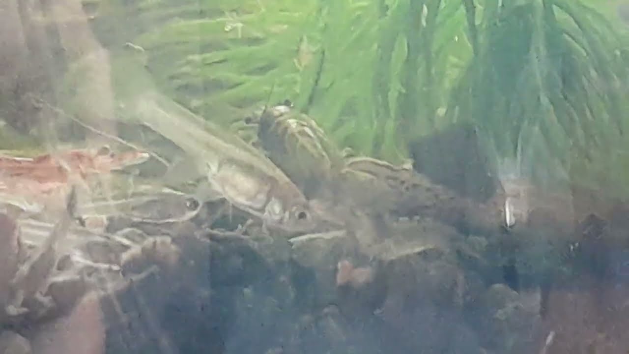 Małe młode krewetki i młode gupiki w 4 litrowym zbiorniku - przegląd 🦐🫧🌿